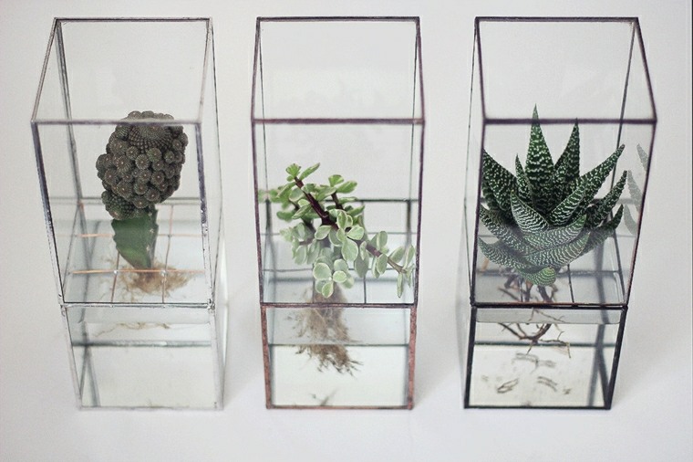plantes grasses culture hydroponique vase moderne