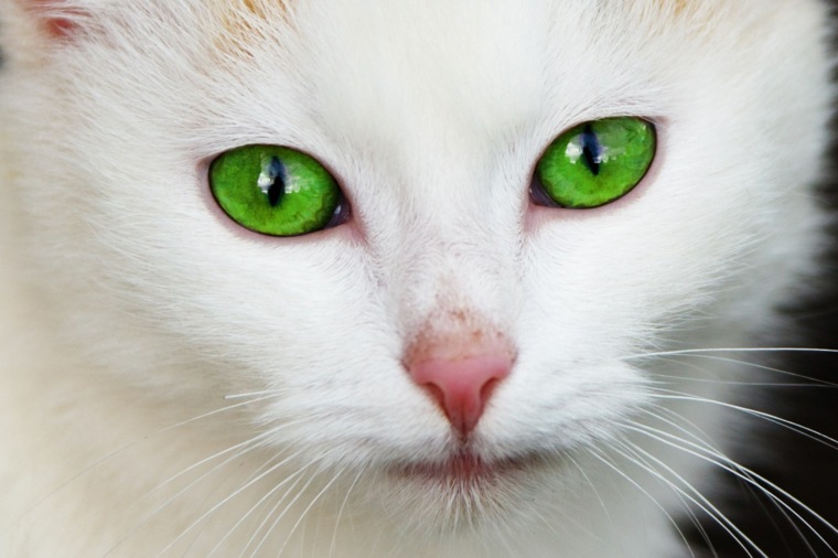 couleur de cheveux pour yeux verts modèle chat blanc