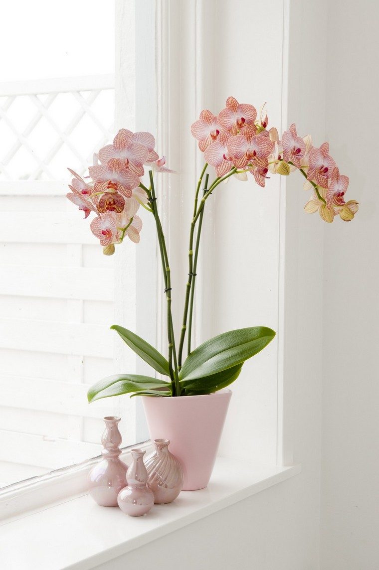 orchidée refleurir idée arrosage plante intérieur plante appartement pot