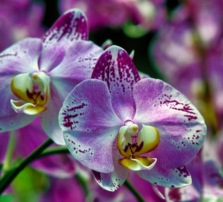 Comment faire refleurir une orchidée idée astuce plante intérieur