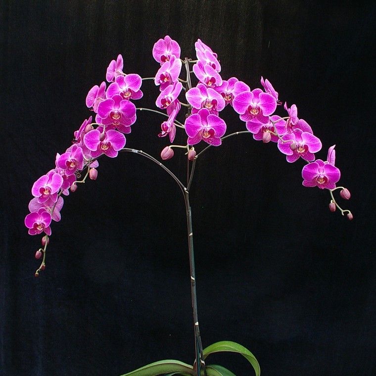 orchidée idée entretien arroser plante intérieur idée