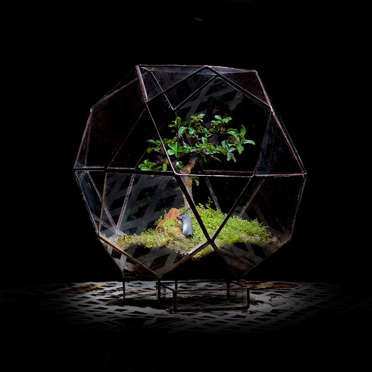 bonsai plante exotique intérieur idée terrarium diy