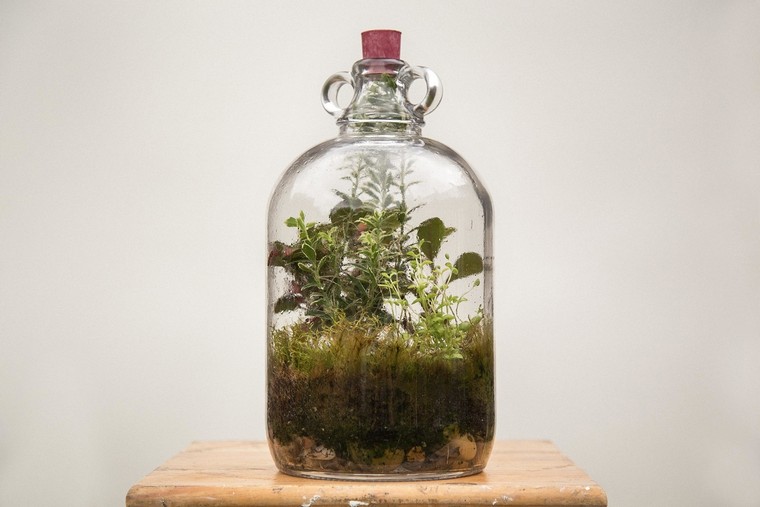 idée terrarium bouteille verre diy mini jardin
