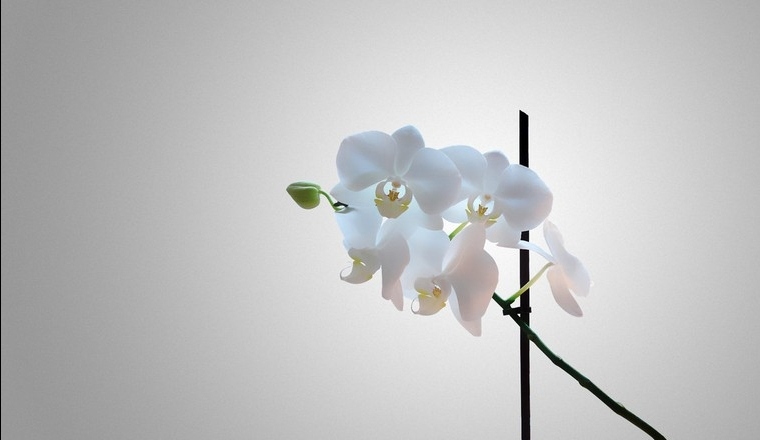 Comment faire refleurir une orchidée entretien idée 
