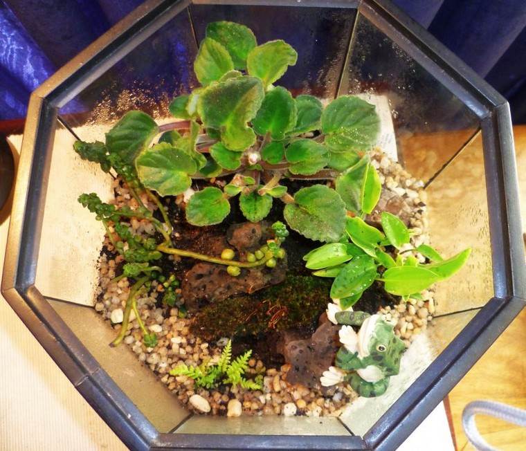 déco terrarium plante idée diy galets jardin miniature intérieur diy