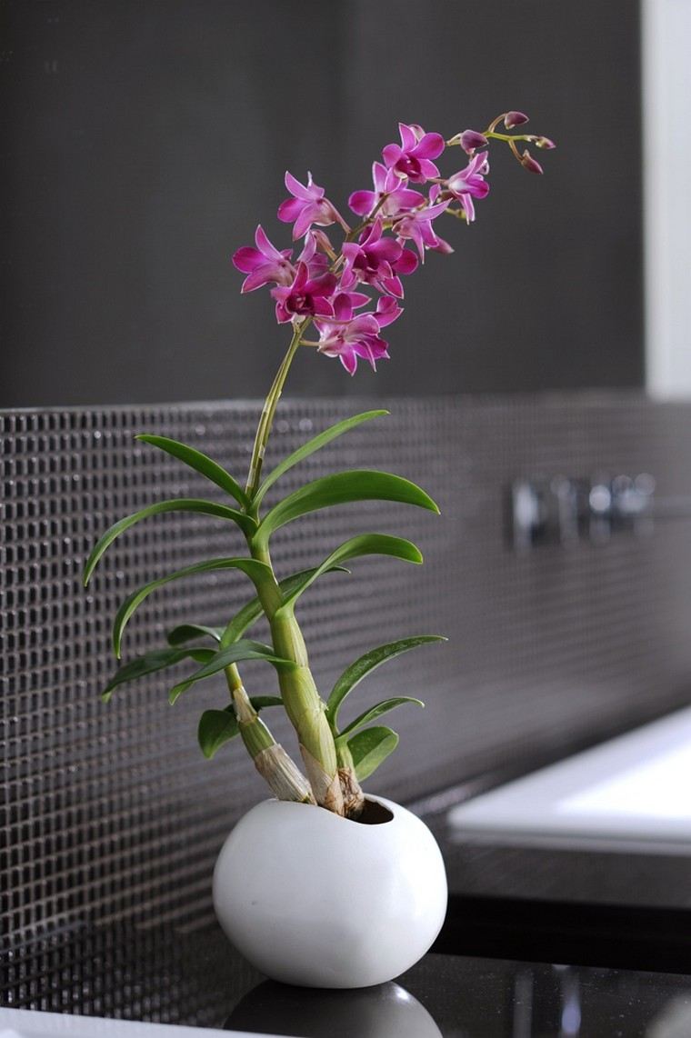 plantes vertes intérieur appartement vase idée fleurs appartement