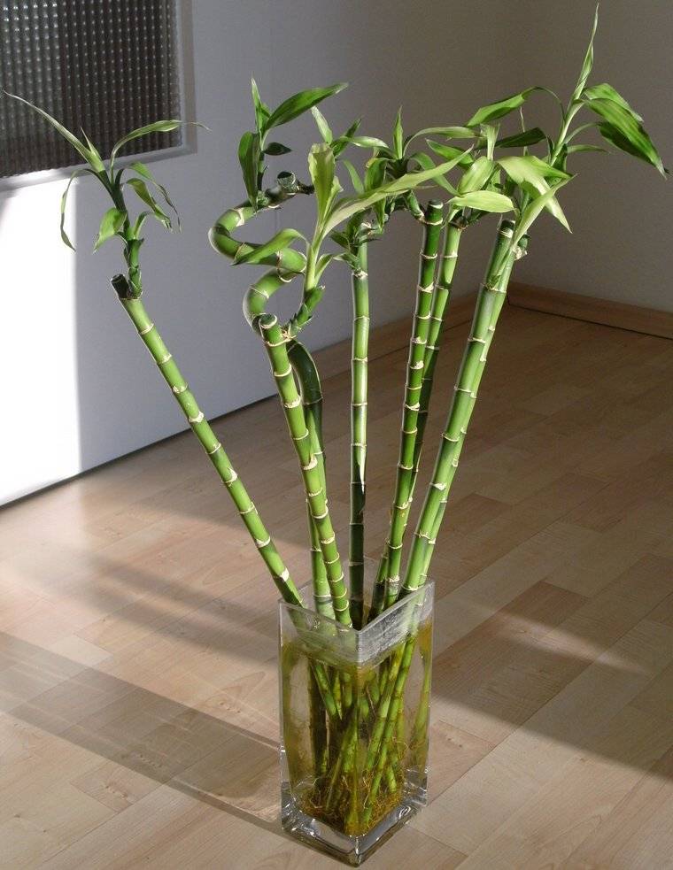 idée plante d'appartement plante intérieur vase idée dracaena