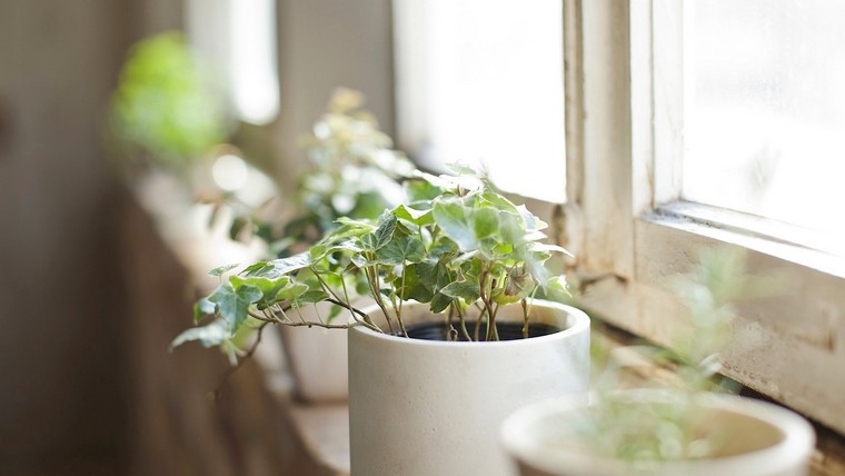règles feng shui maison idée déco plante décorer intérieur salon