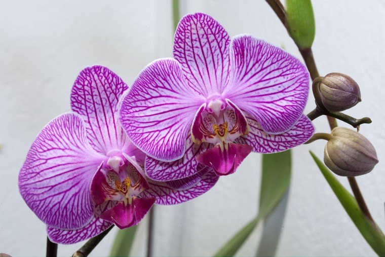 plante appartement intérieur orchidée faire refleurir une orchidée idée