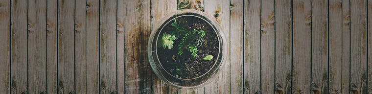 comment créer un mini jardin idée plante terrarium
