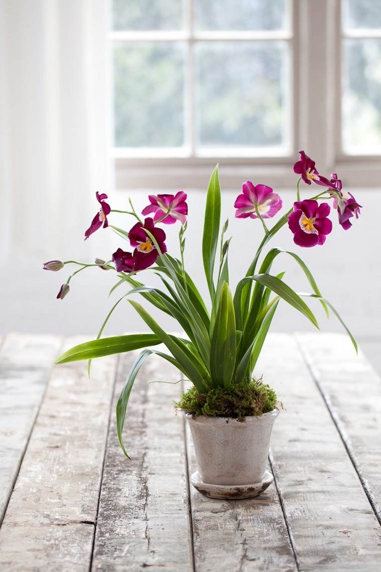 comment faire refleurir une orchidée pot plante intérieur idée