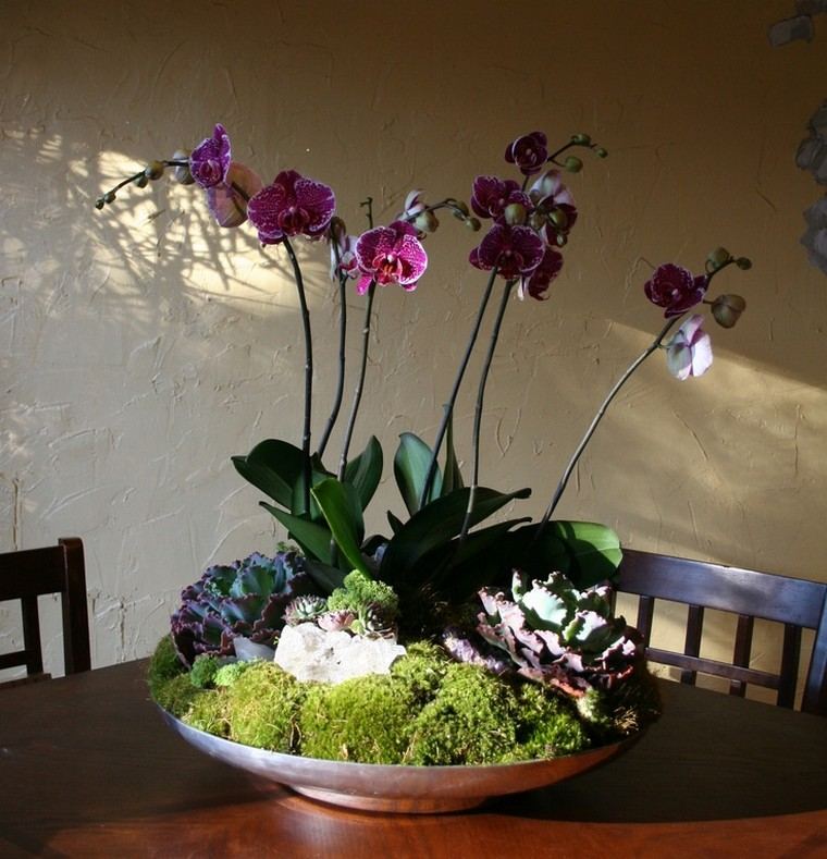 orchidée plante intérieur idée pot fleurs 