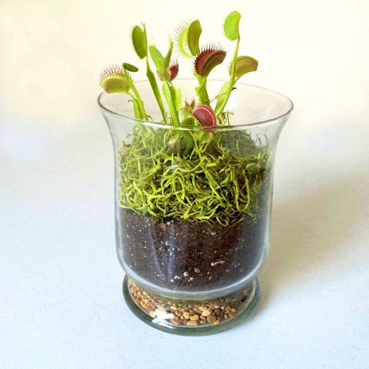 idée jardin miniature intérieur terrarium diy plantes idées