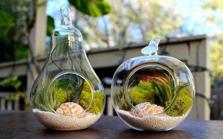 terrarium idée plantes succulente diy coquillages gravier blanc idée