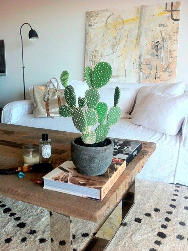 plante intérieur cactus idée intérieur appartement