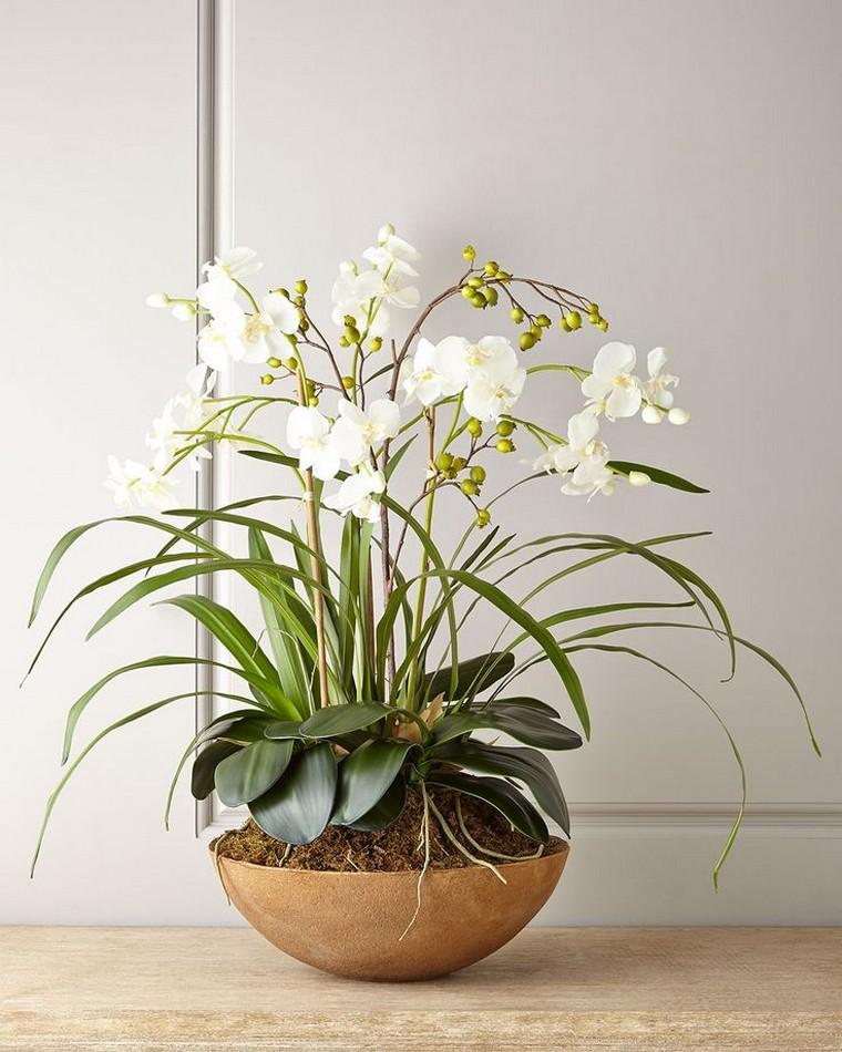 refleurir une orchidée blanche pot céramique plante appartement intérieur