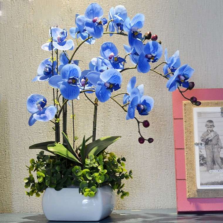 orchidée bleue idée intérieur plante appartement entretient fleurir orchidée