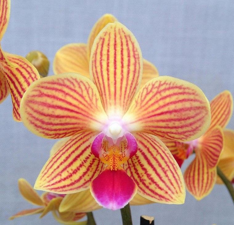 refleurir une orchidée plante appartement intérieur arrosage idée