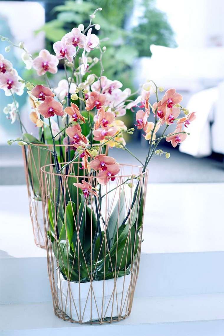 refleurir une orchidée intérieur plante vase pot idées