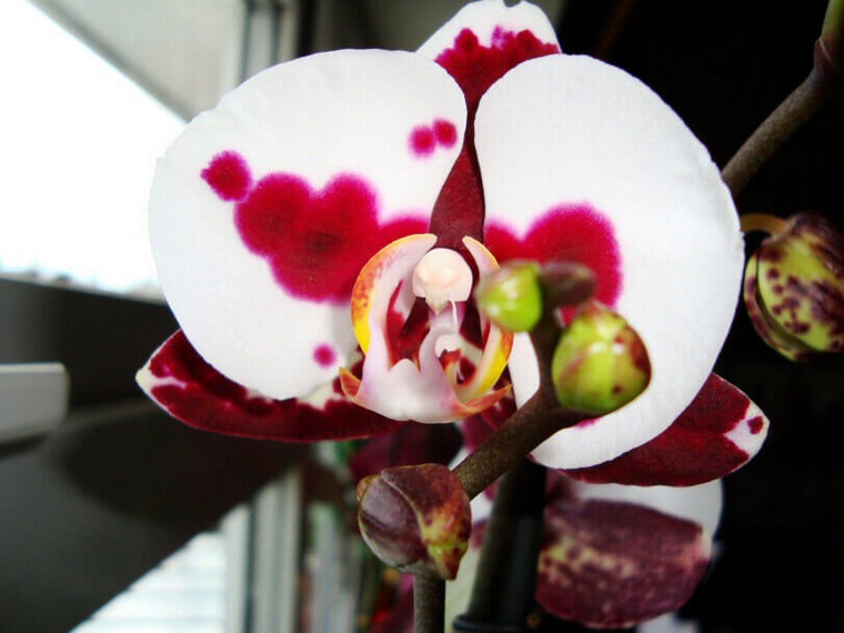 refleurir une orchidée idée plante appartement intérieur