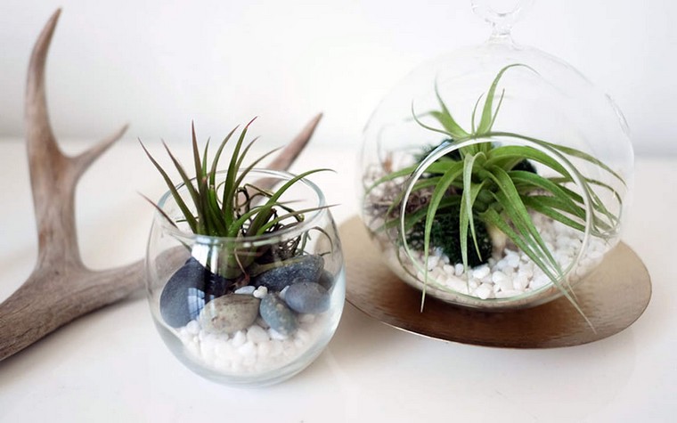 terrarium idée plante grasse galets diy bois déco intérieur 