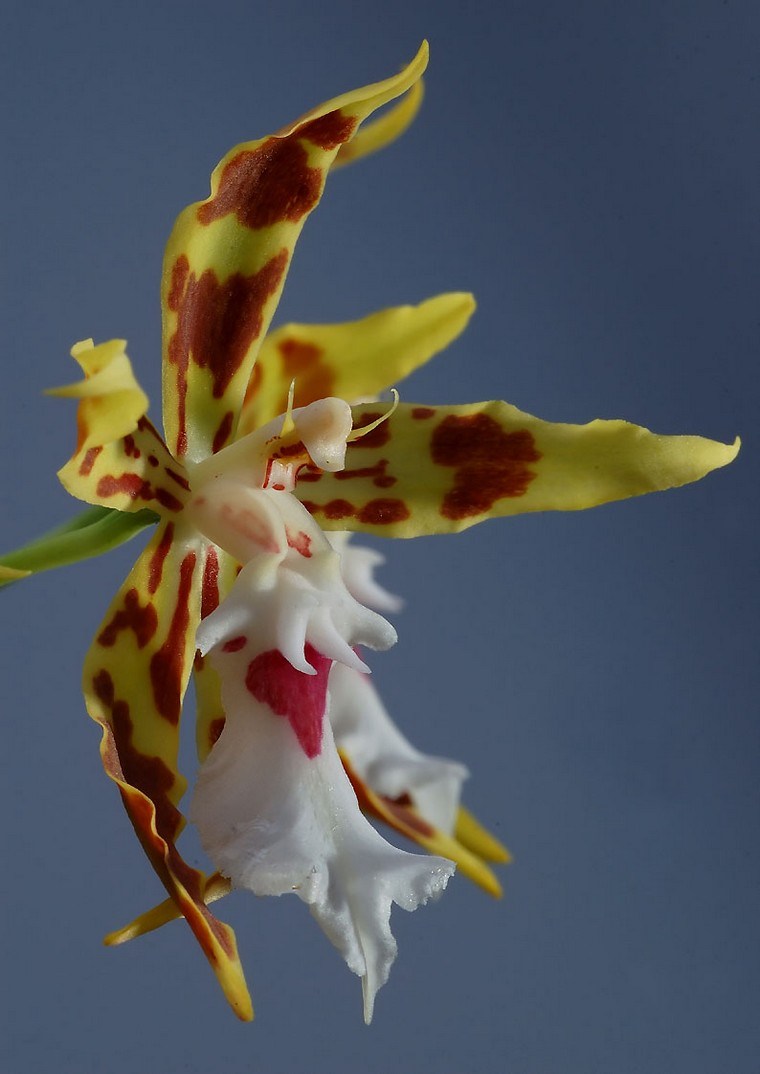 comment faire refleurir une orchidée intérieur plante variété idée