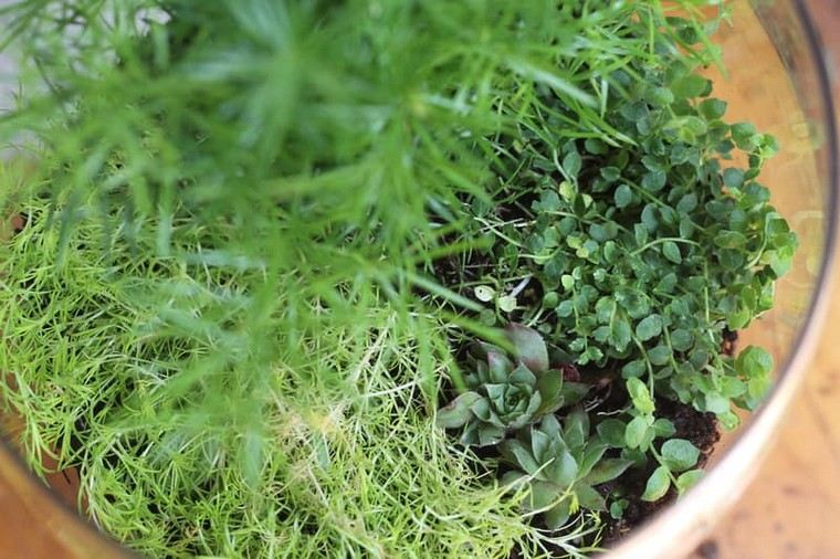 plante terrarium idée mini jardin intérieur 