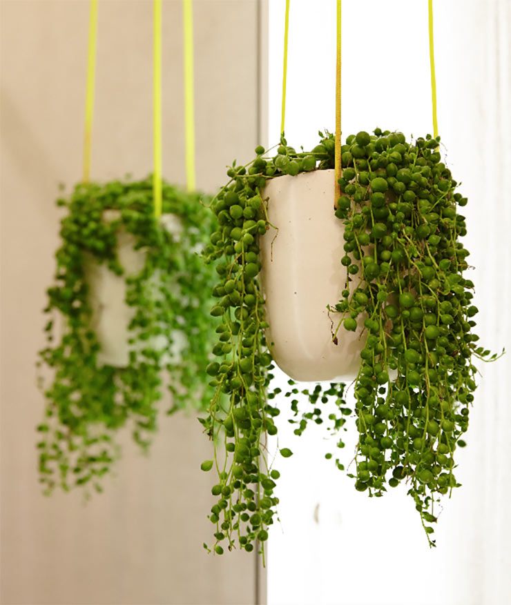 plantes verte intérieur facile entretien idée plante appartement