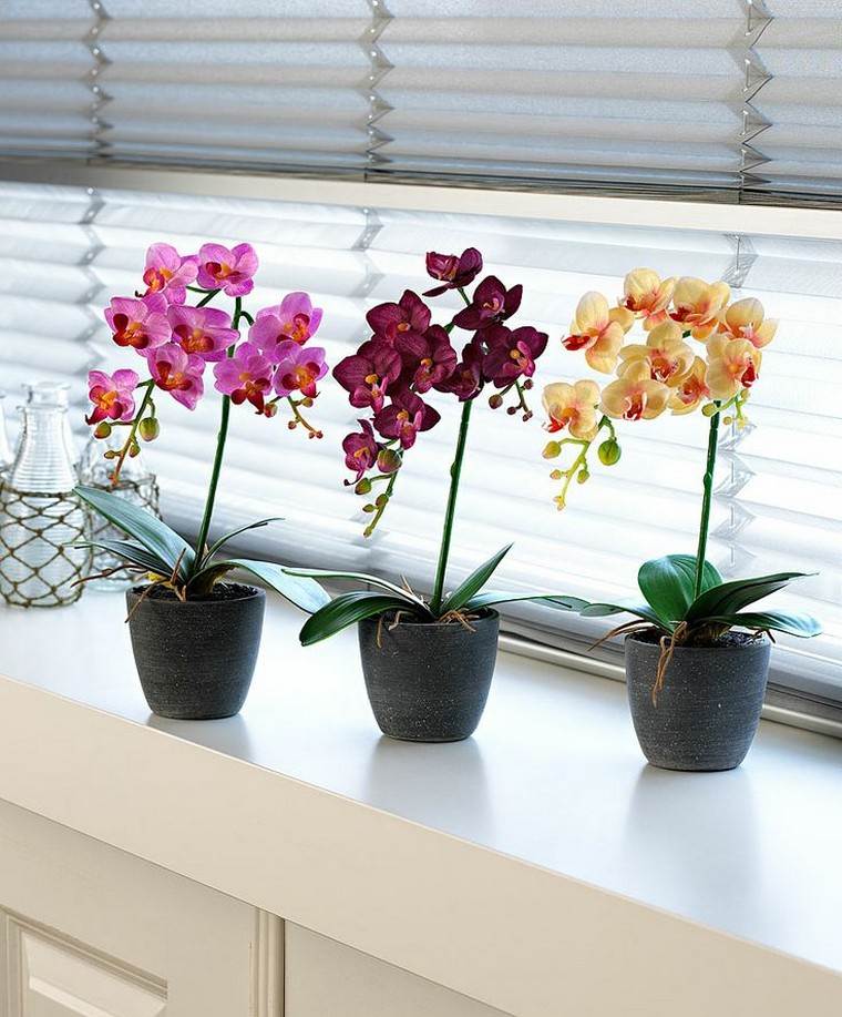 orchidée intérieur pot plante verte intérieur idées