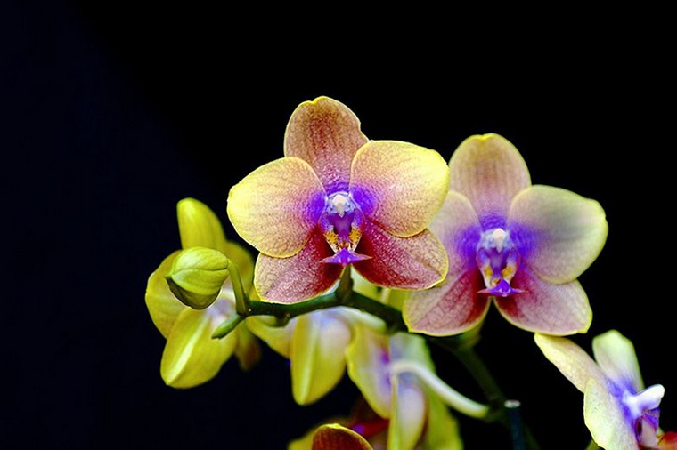 orchidée plante intérieur plante appartement entretien arrosage orchidée