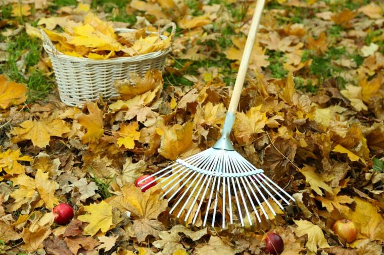 jardin calendrier novembre automne idee pour proteger plantes exterieur feuilles mortes 
