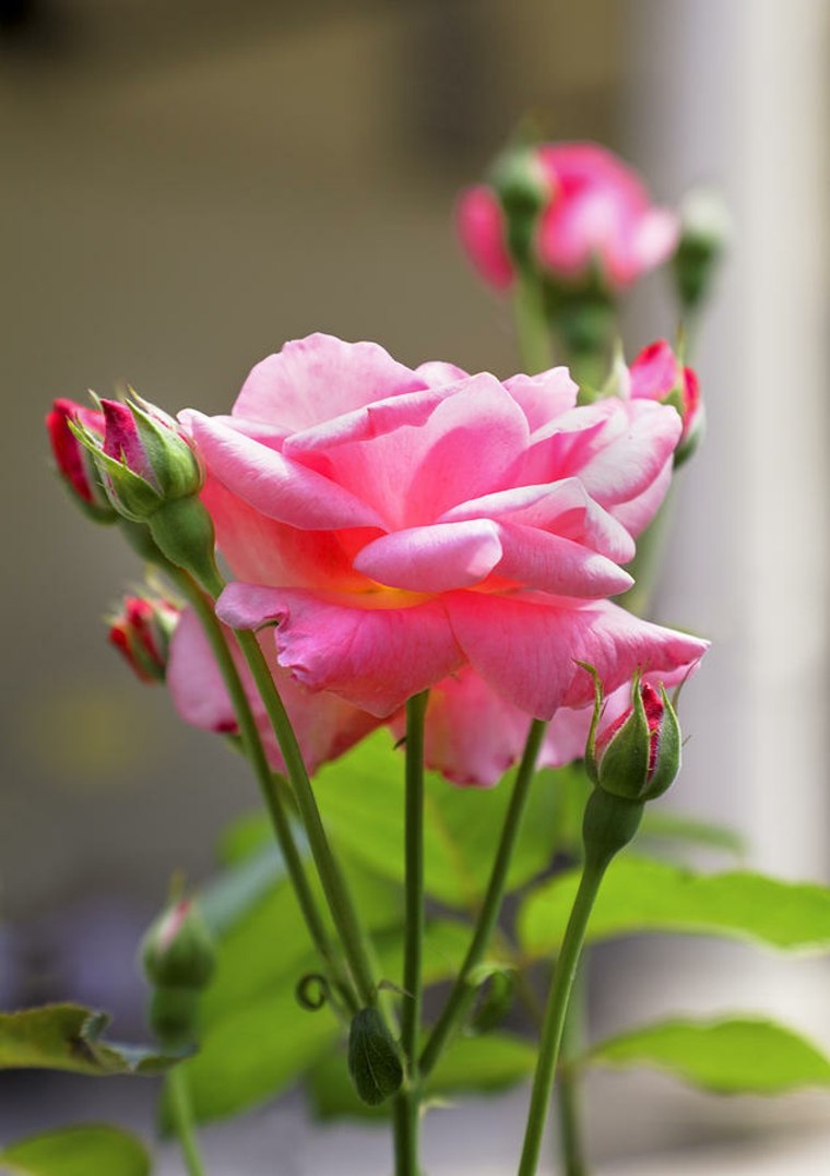 jardin facile conseil jardinage juin calendrier lunaire entretien rose 