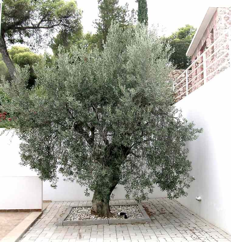 amenagement-jardin-exterieur-mediterraneen-olivier-decoration-moderne-carrelage