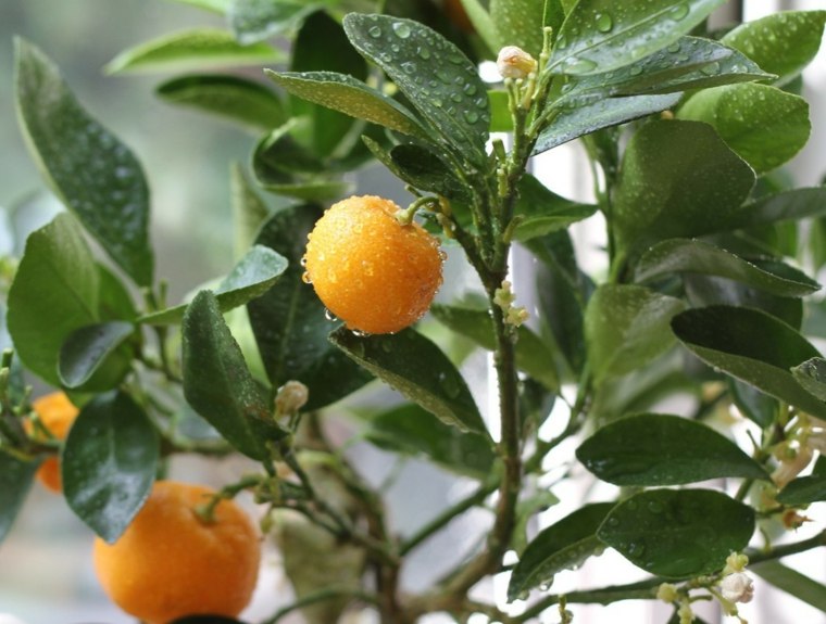 amenagement-jardin-exterieur-mediterraneen-photo-exterieur-arbre-clementine
