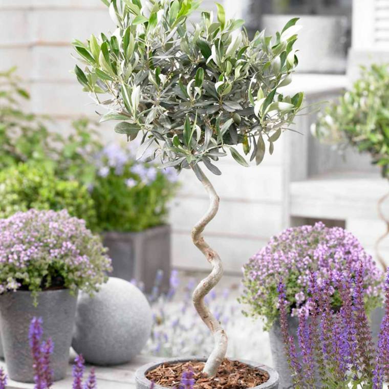amenagement-jardin-exterieur-mediterraneen-plantes-grece-italie-espagne-olivier-pot-de-fleur