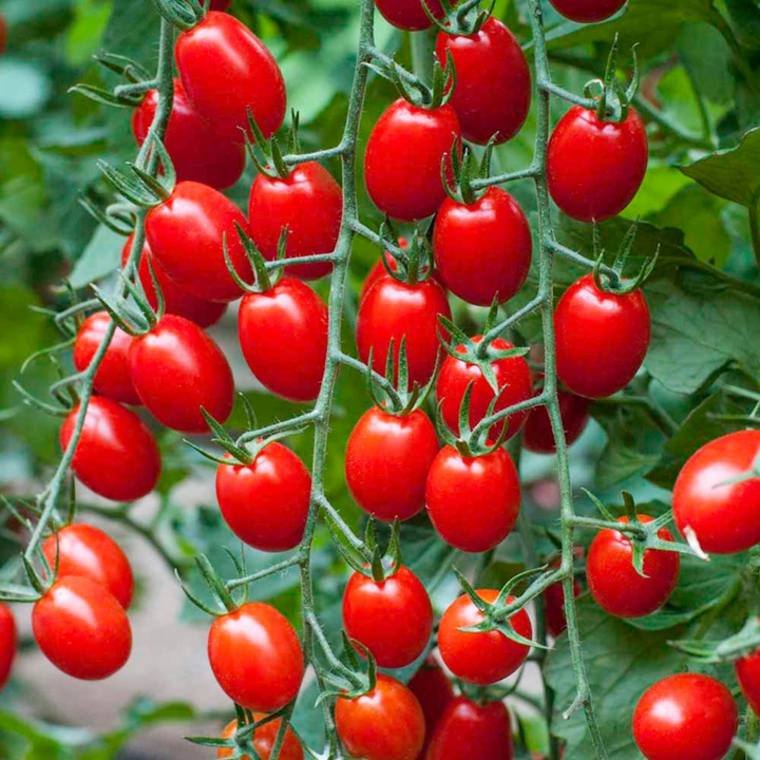 idee-amenagement-jardin-exterieur-mediterraneen-potager-tomates-cerise
