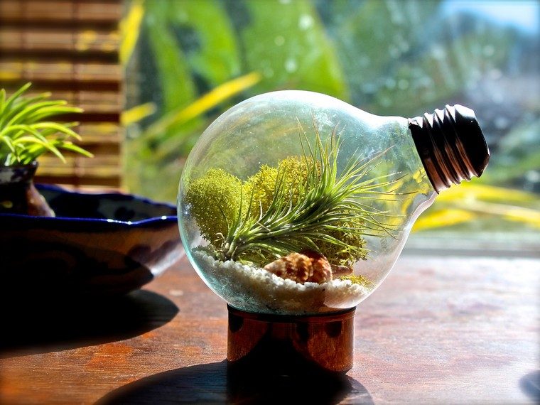ampoule terrarium idée mini jardin créer mini jardin 