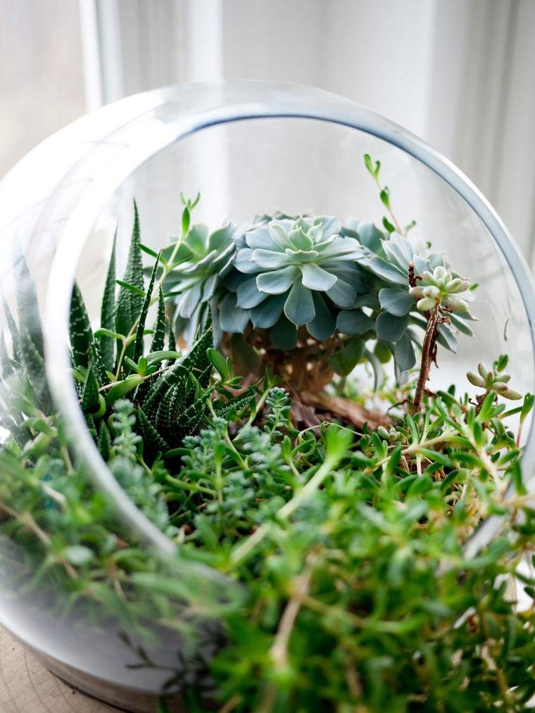 terrarium idée plantes grasses mini jardin maison