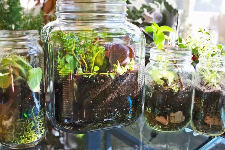 pot terrarium idée intérieur maison appart plantes
