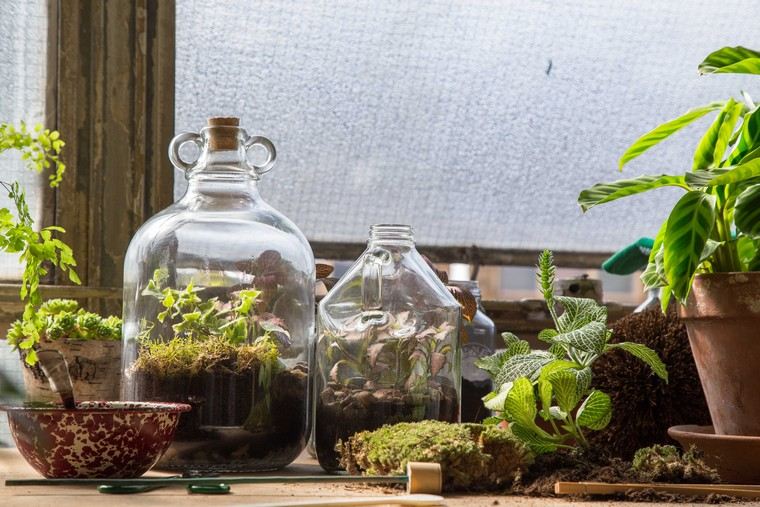 jardin en bouteille idée terrarium intérieur appart plantes