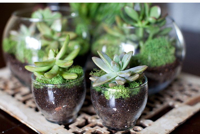 plante verte plante grasse idée terrarium verre