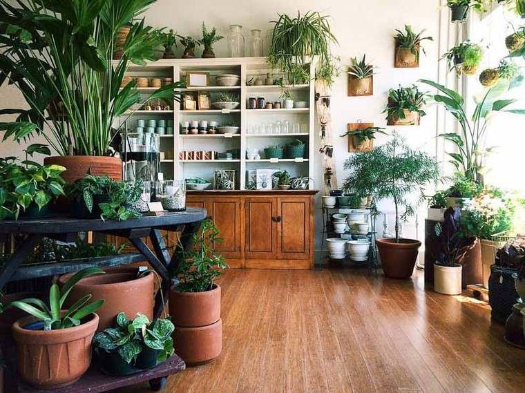 idée plantes interieur plante appartement pots terre cuite interieur bibliothèque
