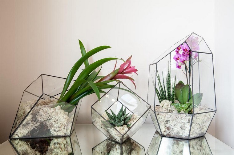 idée terrarium fleurs intérieur plantes intérieur grasse