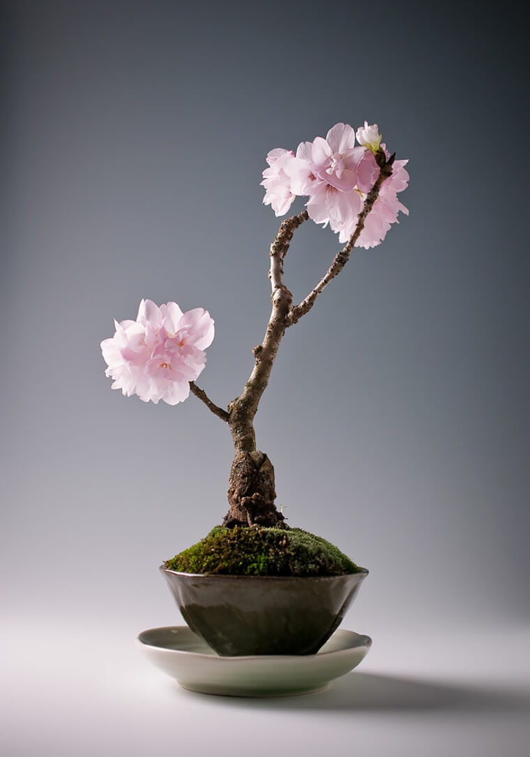 maison-traditionnelle-japonaise-art-oriental-deco-interieur-bonsai-photos