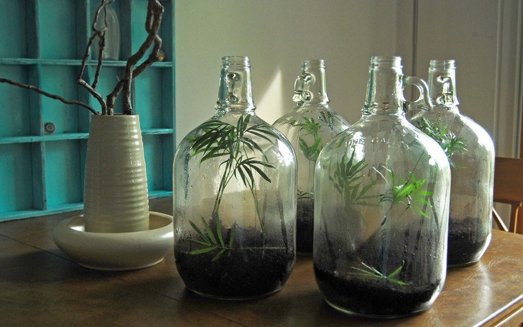 jardin en bouteille verre récup terrarium idée plante