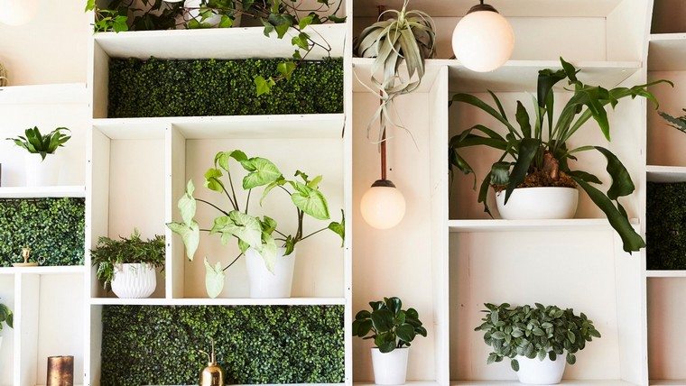 plantes vertes intérieur idée rangement espace déco plantes