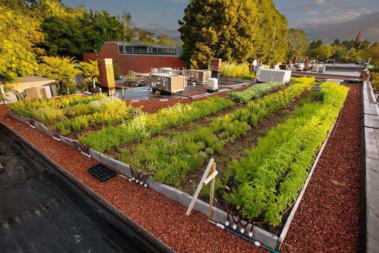 toit terrasse jardin-potager-agriculture