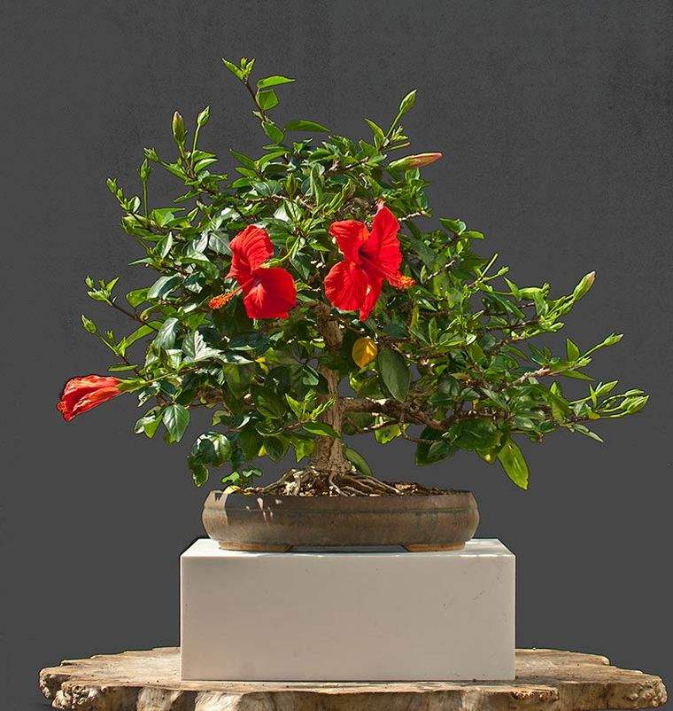 bonsai-hibiscus-rouge-pot-deco-zen