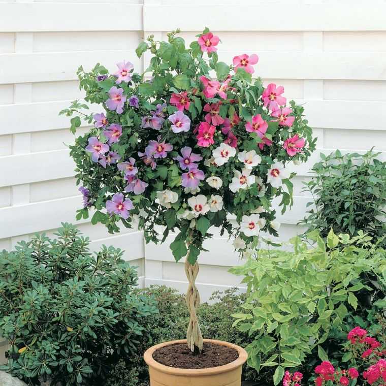 entretien hibiscus tricolore-pot-de-fleur