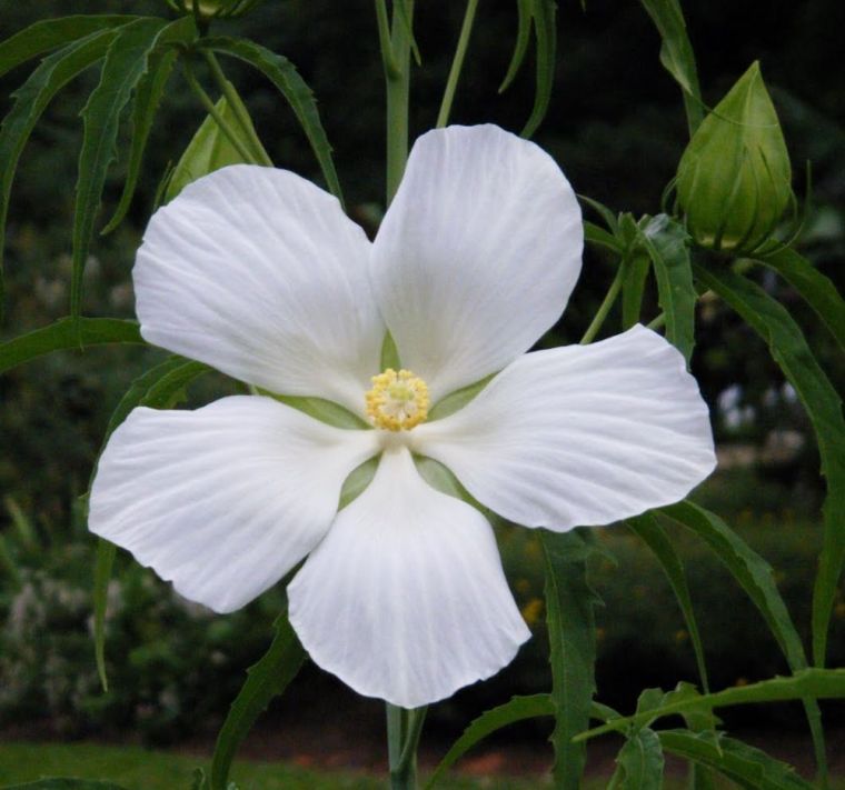 etoile-texas-hibiscus-blanc-coccineus